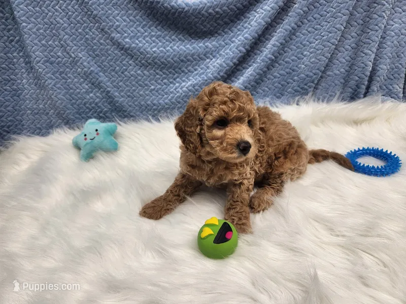 Teddy – Goldendoodle puppy for sale in Apopka, FL