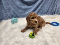 Teddy, a male Goldendoodle for sale in Apopka, FL – 1 of 1
