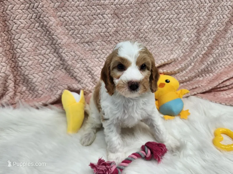Purple – Cavapoo puppy for sale in Apopka, FL