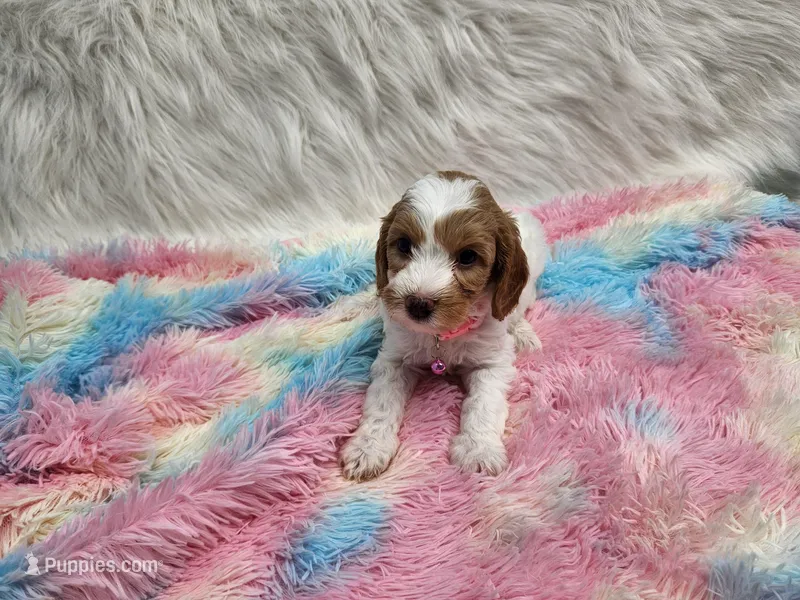 Pink – Cavapoo puppy for sale in Apopka, FL