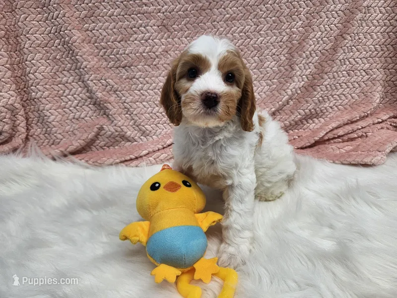 Pink – Cavapoo puppy for sale in Apopka, FL