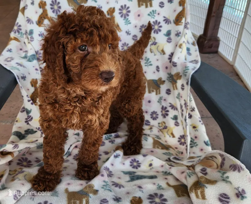 Miss Red – Goldendoodle puppy for sale in Apopka, FL