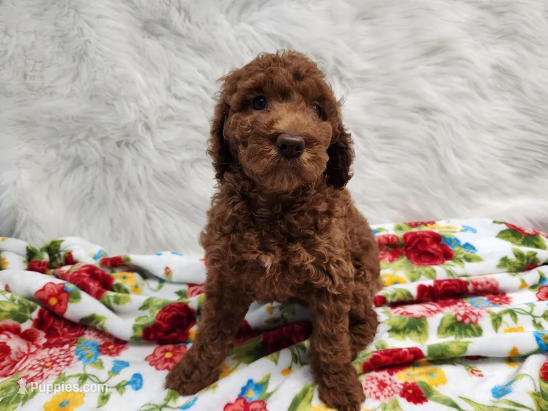 Miss Red – Goldendoodle puppy for sale in Apopka, FL