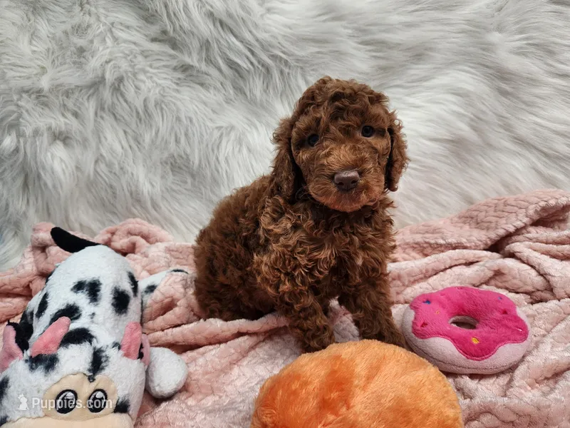 Miss Red – Goldendoodle puppy for sale in Apopka, FL