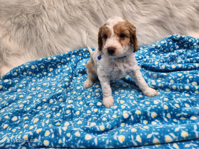 Blue – Cavapoo puppy for sale in Apopka, FL