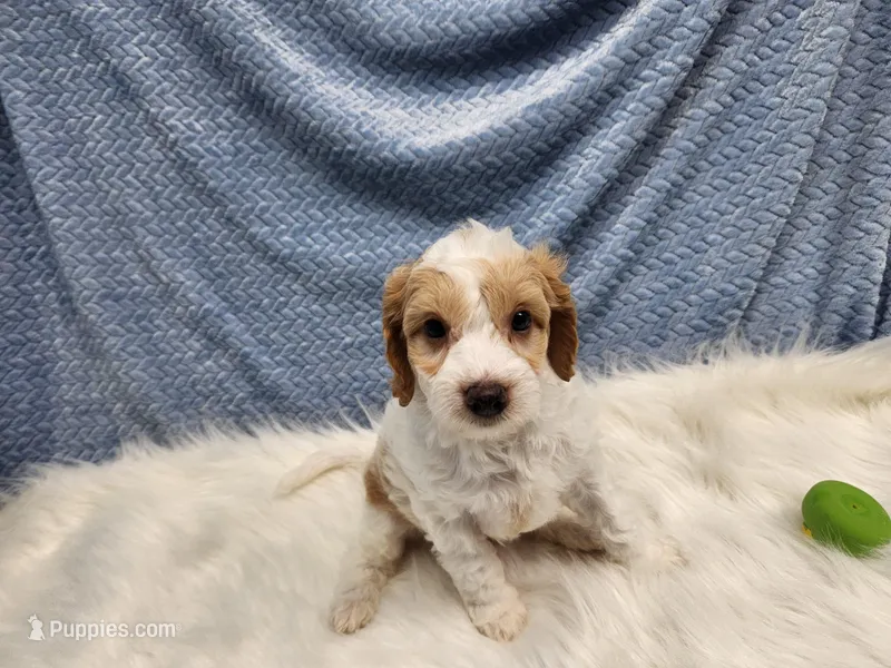 Blue – Cavapoo puppy for sale in Apopka, FL