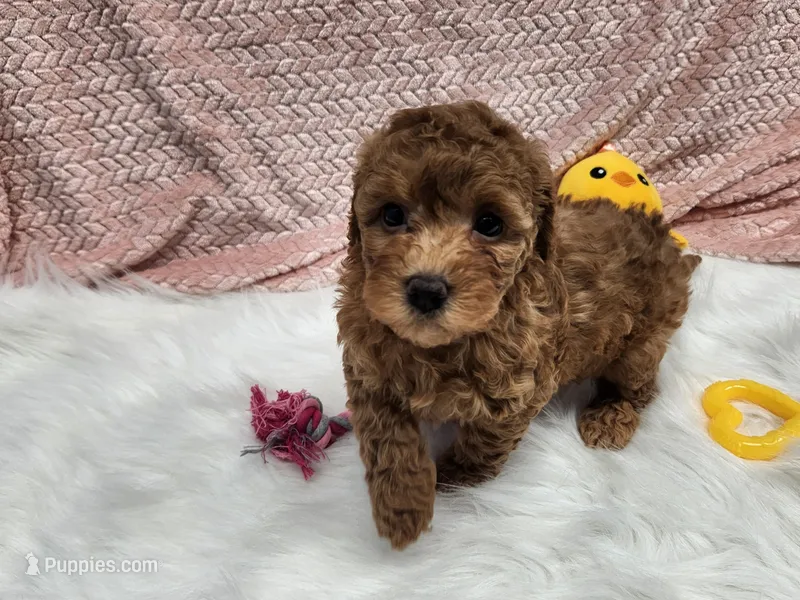 Sassy – Goldendoodle puppy for sale in Apopka, FL