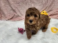 Sassy, a female Goldendoodle for sale in Apopka, FL – 1 of 1