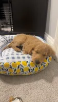 Ellie, a female Goldendoodle for sale in Olive Branch, MS – 4 of 6