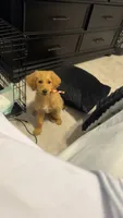 Ellie, a female Goldendoodle for sale in Olive Branch, MS – 5 of 6