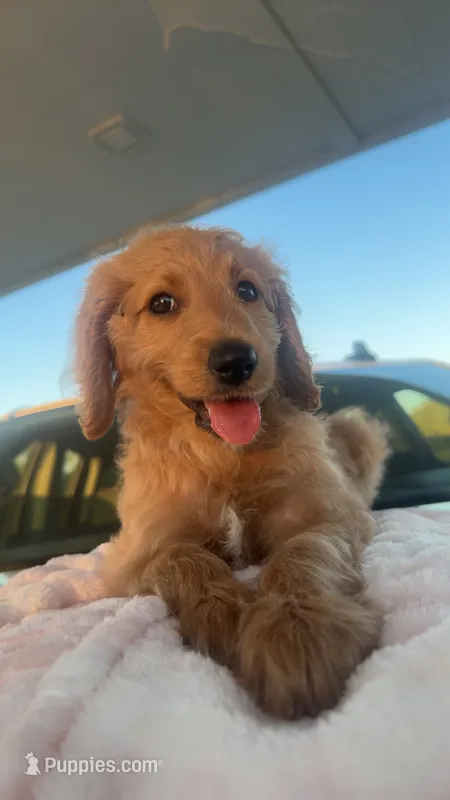 Ellie – Goldendoodle puppy for sale in Olive Branch, MS