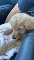 Ellie, a female Goldendoodle for sale in Olive Branch, MS – 2 of 6