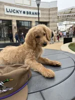 Ellie, a female Goldendoodle for sale in Olive Branch, MS – 6 of 6