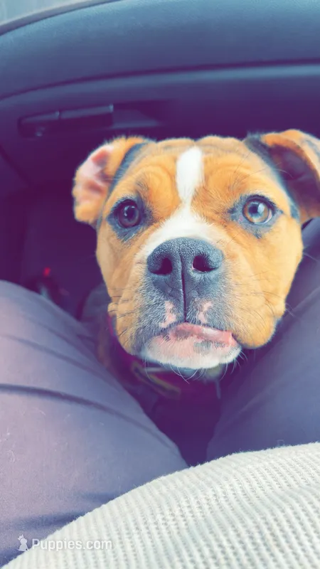 Remi – English Bulldog, Beagle puppy for sale in Wooster, OH