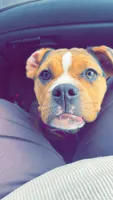 Remi, a female English Bulldog and Beagle for sale in Wooster, OH – 2 of 4