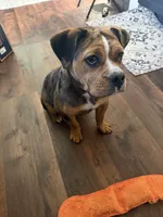 Remi, a female English Bulldog and Beagle for sale in Wooster, OH – 3 of 4