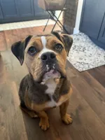 Remi, a female English Bulldog and Beagle for sale in Wooster, OH – 4 of 4