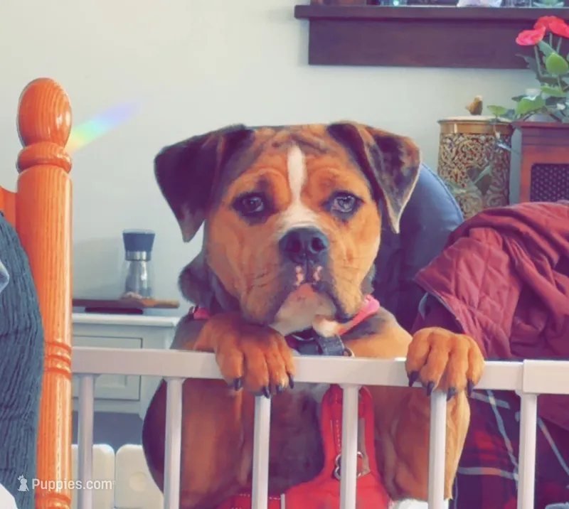 Remi – English Bulldog, Beagle puppy for sale in Wooster, OH