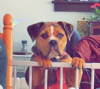 Remi, a female English Bulldog and Beagle for sale in Wooster, OH – 1 of 4