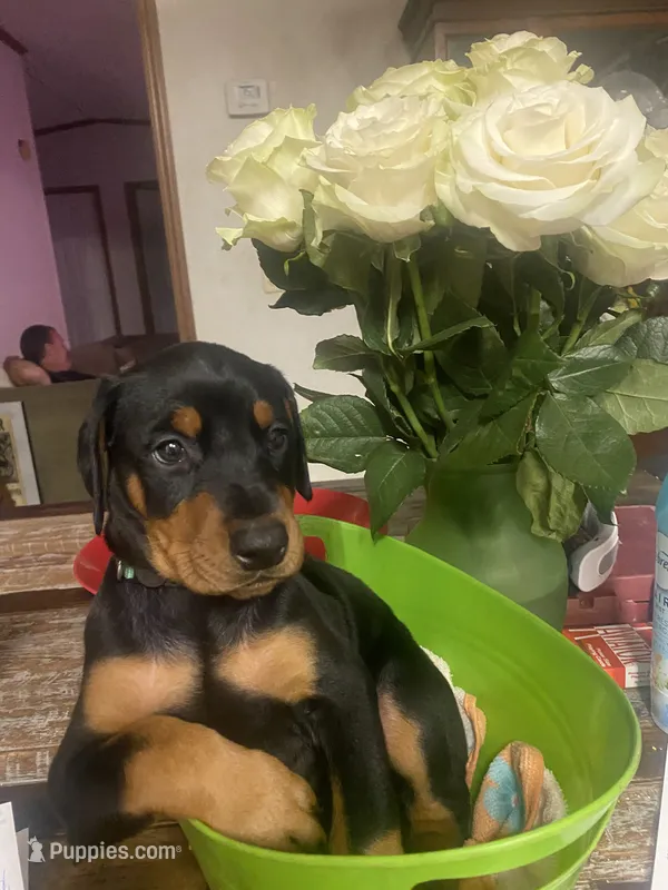 Miss sassy – Doberman Pinscher puppy for sale in Wilson, NC