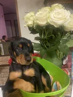Miss sassy, a female Doberman Pinscher for sale in Wilson, NC – 1 of 4