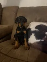Priceless girl, a female Doberman Pinscher for sale in Wilson, NC – 2 of 3