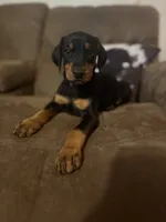 Pretty in purple , a female Doberman Pinscher for sale in Wilson, NC – 3 of 3