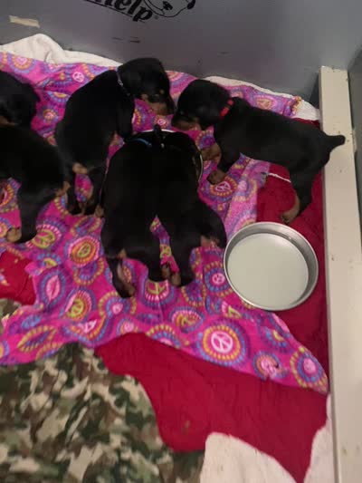 Mr. Big stuff , a male Doberman Pinscher for sale in Wilson, NC – 2 of 2
