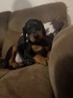 Pretty in pink, a female Doberman Pinscher for sale in Wilson, NC – 3 of 3