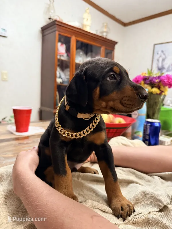 Mr. Big stuff  – Doberman Pinscher puppy for sale in Wilson, NC