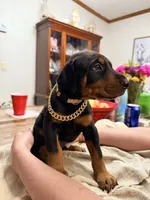 Mr. Big stuff , a male Doberman Pinscher for sale in Wilson, NC – 1 of 2