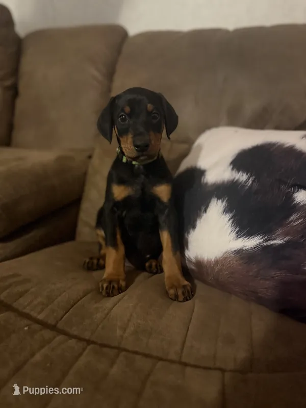 Priceless girl – Doberman Pinscher puppy for sale in Wilson, NC