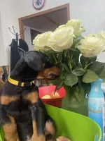 Miss Rosie , a female Doberman Pinscher for sale in Wilson, NC – 4 of 5