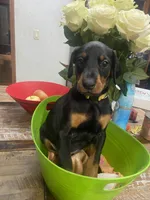 Miss Rosie , a female Doberman Pinscher for sale in Wilson, NC – 2 of 5