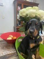 Miss Rosie , a female Doberman Pinscher for sale in Wilson, NC – 3 of 5