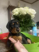 Miss sassy, a female Doberman Pinscher for sale in Wilson, NC – 3 of 4