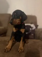 Pretty in pink, a female Doberman Pinscher for sale in Wilson, NC – 2 of 3