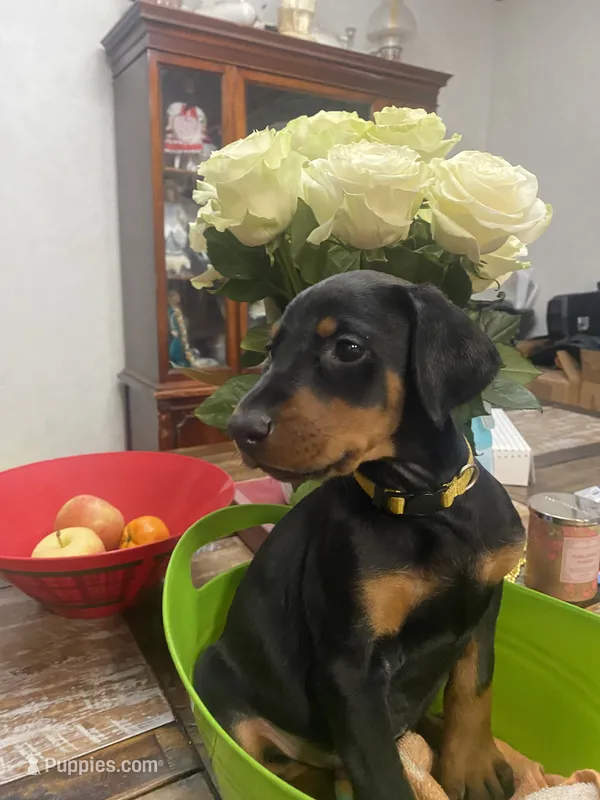 Miss Rosie  – Doberman Pinscher puppy for sale in Wilson, NC
