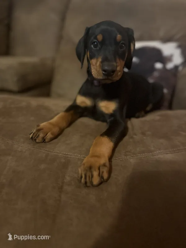 Pretty in purple  – Doberman Pinscher puppy for sale in Wilson, NC