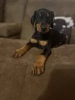 Pretty in purple , a female Doberman Pinscher for sale in Wilson, NC – 1 of 3