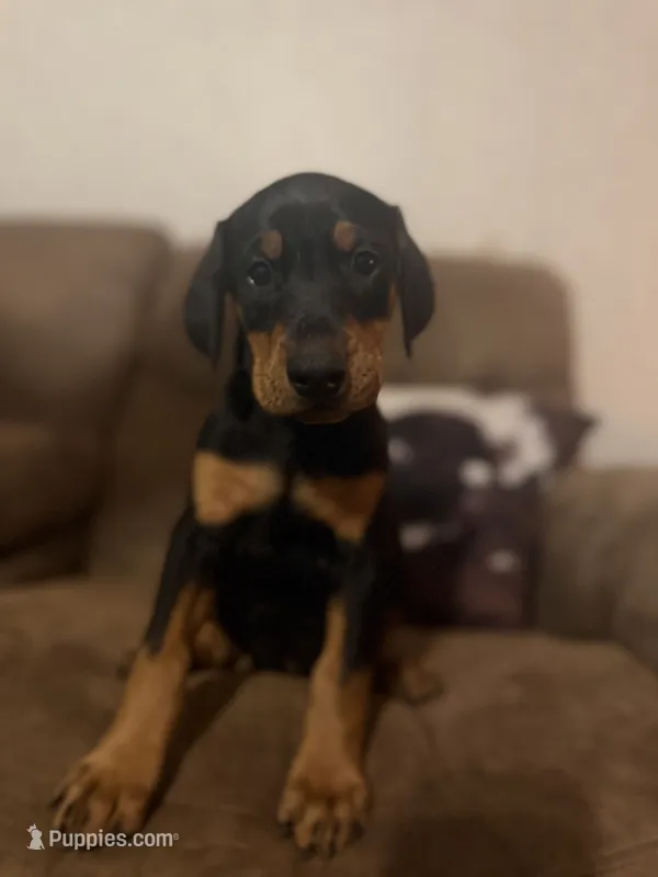 Pretty in pink – Doberman Pinscher puppy for sale in Wilson, NC