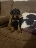 Priceless girl, a female Doberman Pinscher for sale in Wilson, NC – 3 of 3