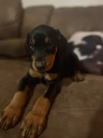 Pretty in purple , a female Doberman Pinscher for sale in Wilson, NC – 2 of 3