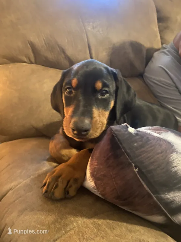 Priceless girl – Doberman Pinscher puppy for sale in Wilson, NC