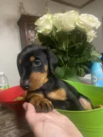 Miss sassy, a female Doberman Pinscher for sale in Wilson, NC – 2 of 4