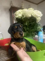 Miss sassy, a female Doberman Pinscher for sale in Wilson, NC – 4 of 4