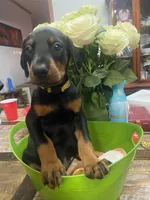 Miss Rosie , a female Doberman Pinscher for sale in Wilson, NC – 5 of 5