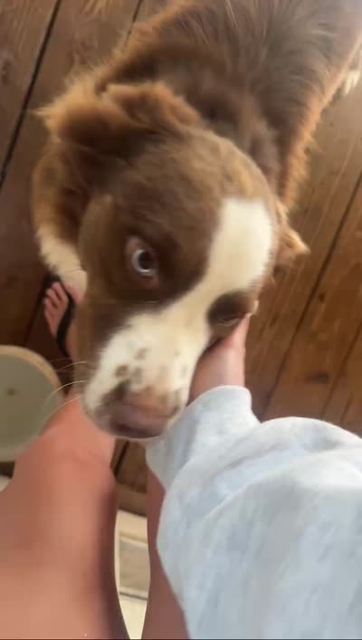Hercules , a male Australian Shepherd for sale in Anniston, AL – 6 of 6