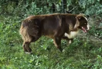 Hercules , a male Australian Shepherd for sale in Anniston, AL – 2 of 6