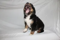 Black Tri Male, a male Miniature Australian Shepherd for sale in Anniston, AL – 5 of 10